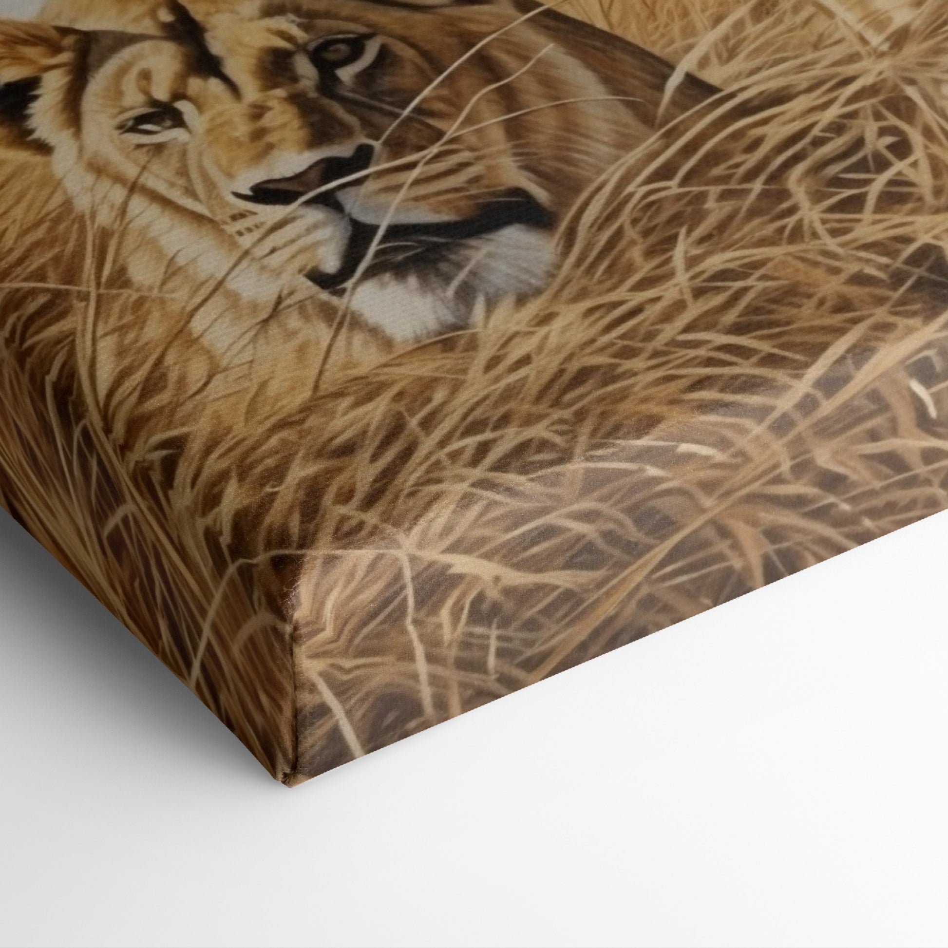 Framed canvas print of two lions in golden savannah grass